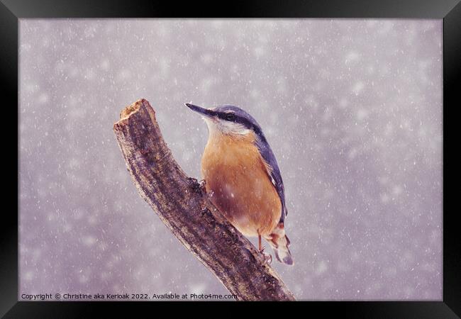 Nuthatch in the snow Framed Print by Christine Kerioak