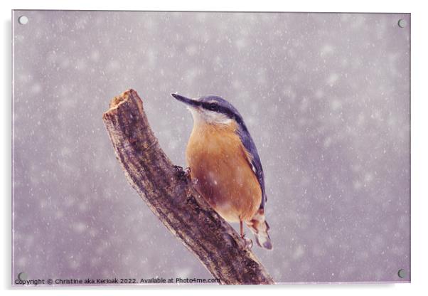 Nuthatch in the snow Acrylic by Christine Kerioak