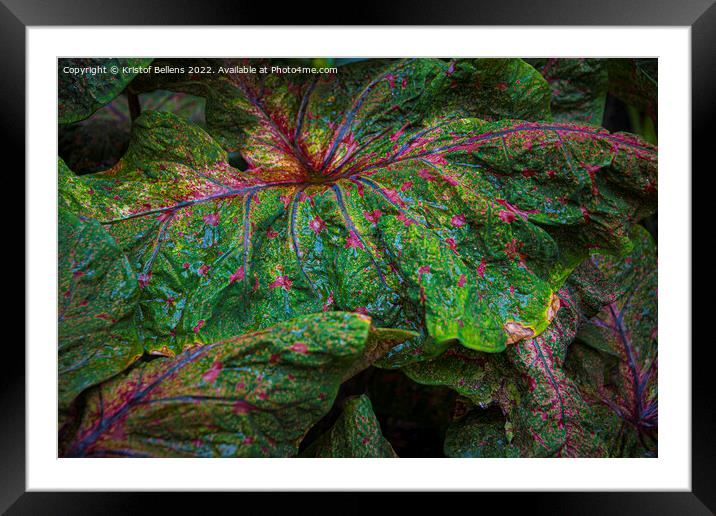 Textured leaf of of colorful caladium, latin name caladium bicolor, also called Heart of Jesus Framed Mounted Print by Kristof Bellens
