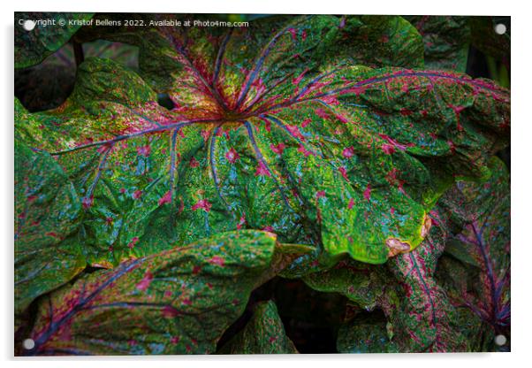 Textured leaf of of colorful caladium, latin name caladium bicolor, also called Heart of Jesus Acrylic by Kristof Bellens