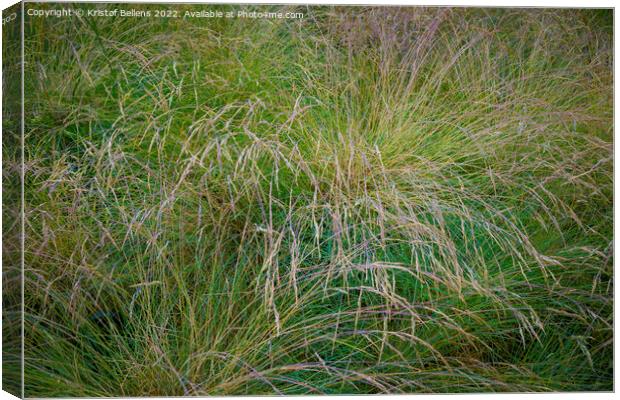 Festuca (fescue) is a genus of flowering plants belonging to the grass family Canvas Print by Kristof Bellens