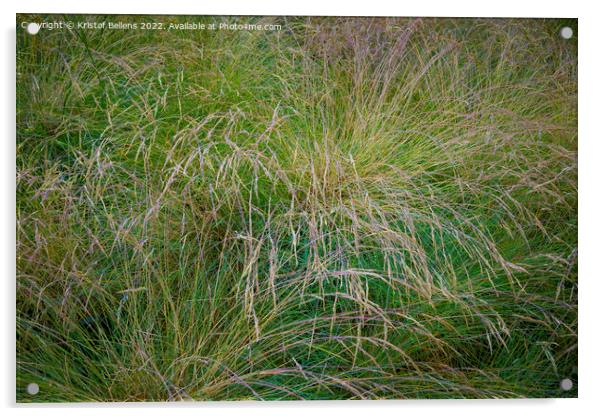 Festuca (fescue) is a genus of flowering plants belonging to the grass family Acrylic by Kristof Bellens