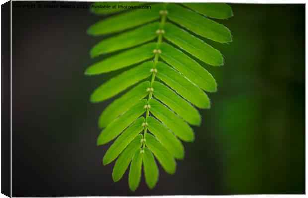 Close-up shot of the leaf of a mimosa pudica, also called sensitive plant, sleepy plant, action plant, touch-me-not or shameplant Canvas Print by Kristof Bellens