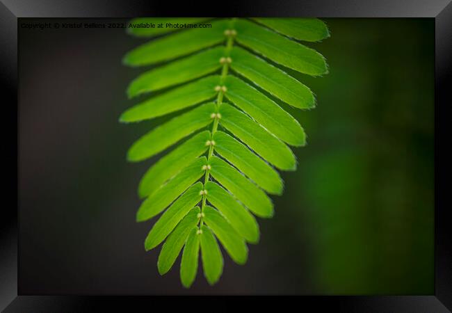 Close-up shot of the leaf of a mimosa pudica, also called sensitive plant, sleepy plant, action plant, touch-me-not or shameplant Framed Print by Kristof Bellens