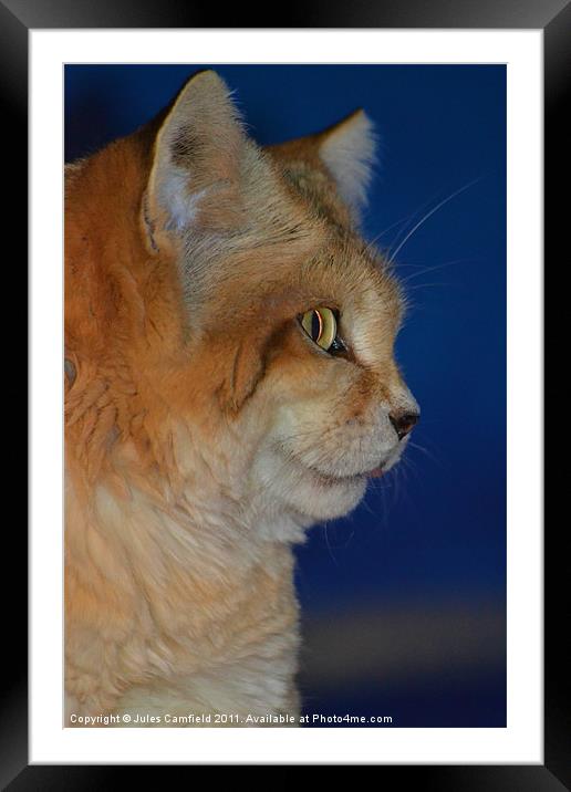 Sand Cat Framed Mounted Print by Jules Camfield