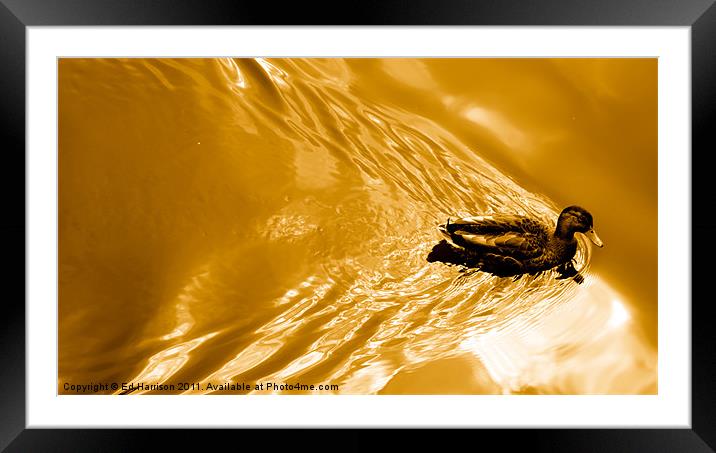 Duck to Water Framed Mounted Print by Ed Harrison