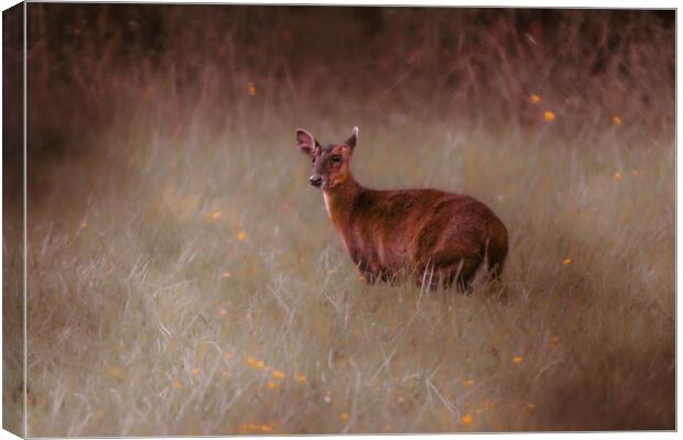 A deer standing in the middle of a field Canvas Print by Andy Shackell
