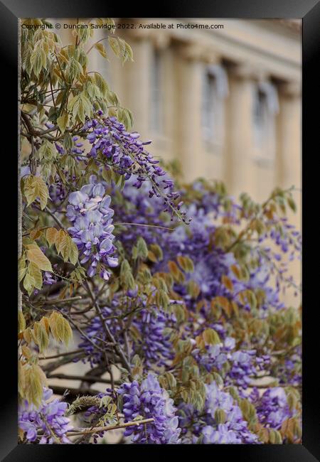Close up of Wisteria at the Royal Crescent Bath Framed Print by Duncan Savidge