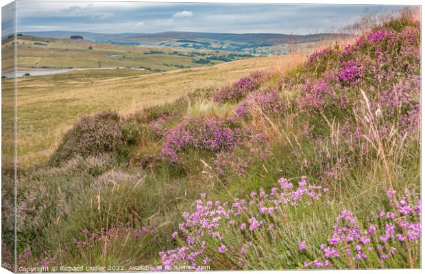 Bell Heather on Harker Hill, Teesdale Canvas Print by Richard Laidler