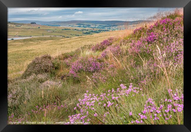Bell Heather on Harker Hill, Teesdale Framed Print by Richard Laidler