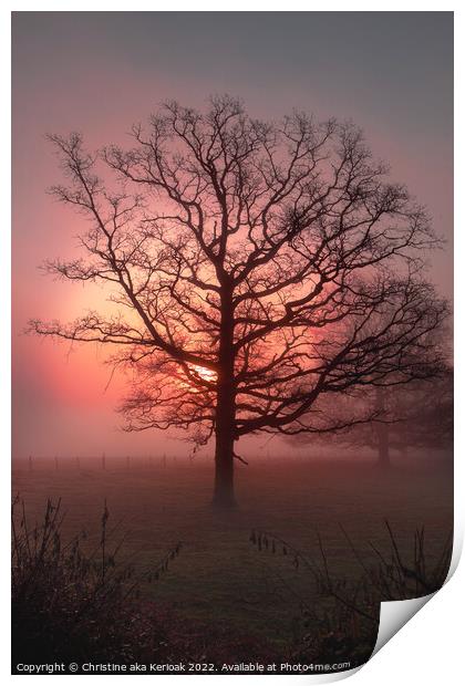 Sun rising out of mist behind large Oak Tree Print by Christine Kerioak