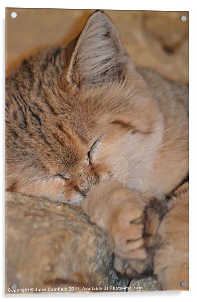 Sleeping Sand Cat Acrylic by Jules Camfield