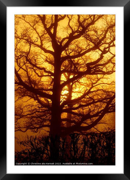 Oak Tree in the Golden Dawn Framed Mounted Print by Christine Kerioak