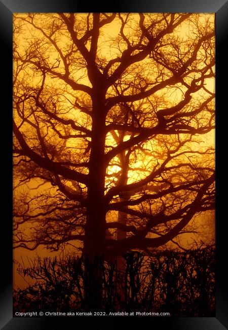 Oak Tree in the Golden Dawn Framed Print by Christine Kerioak