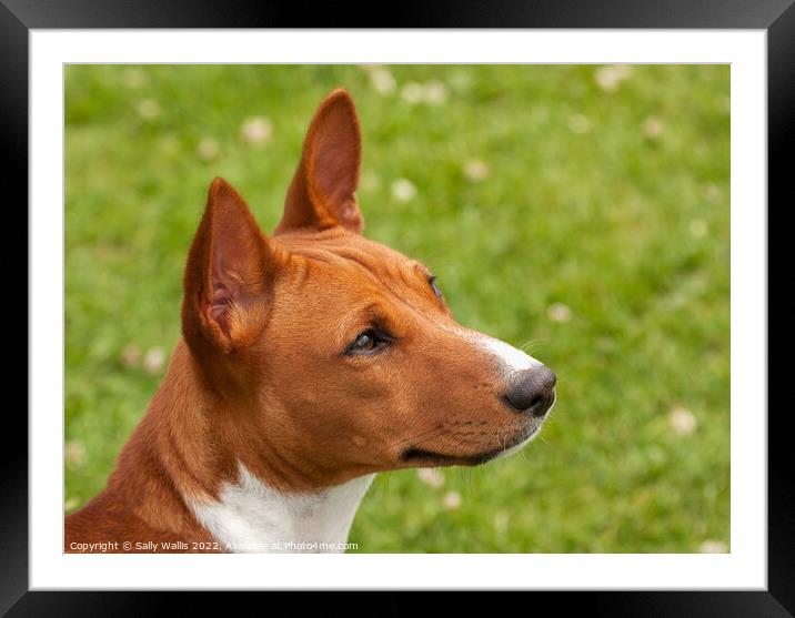 Portrait of a Basenji puppy Framed Mounted Print by Sally Wallis