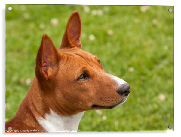 Portrait of a Basenji puppy Acrylic by Sally Wallis