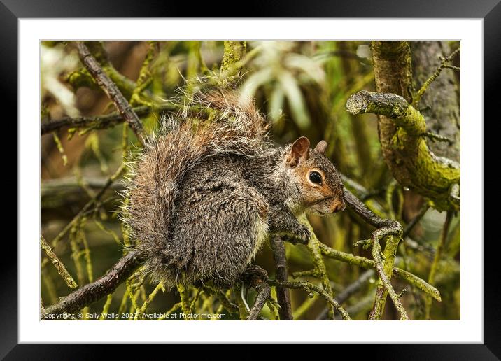 A squirrel on a branch Framed Mounted Print by Sally Wallis