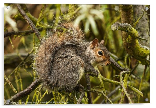A squirrel on a branch Acrylic by Sally Wallis