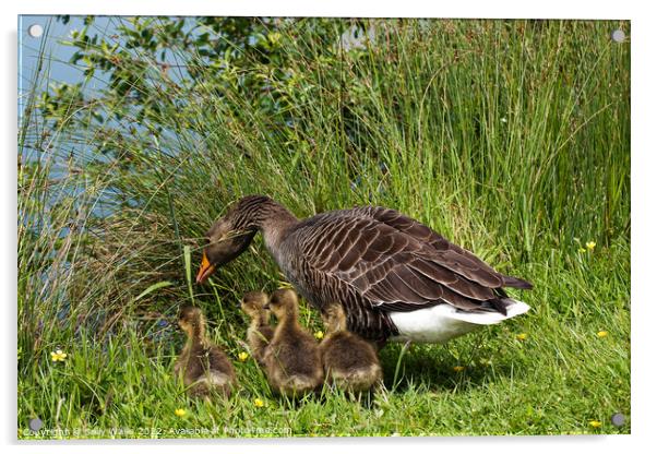 Greylag Goose Ushering Goslings to Water Acrylic by Sally Wallis