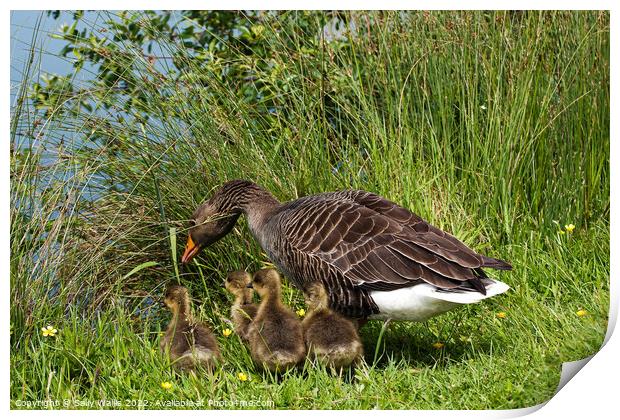 Greylag Goose Ushering Goslings to Water Print by Sally Wallis