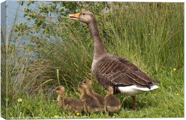Greylag Goose with Goslings Canvas Print by Sally Wallis