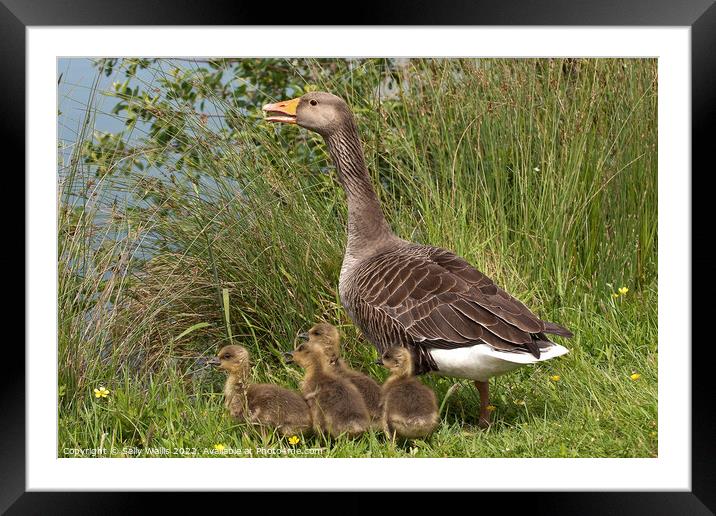 Greylag Goose with Goslings Framed Mounted Print by Sally Wallis