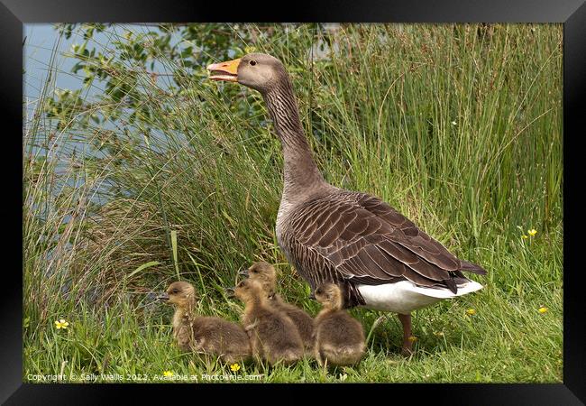Greylag Goose with Goslings Framed Print by Sally Wallis