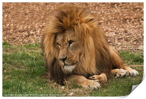 Lion Resting  Print by Sally Wallis