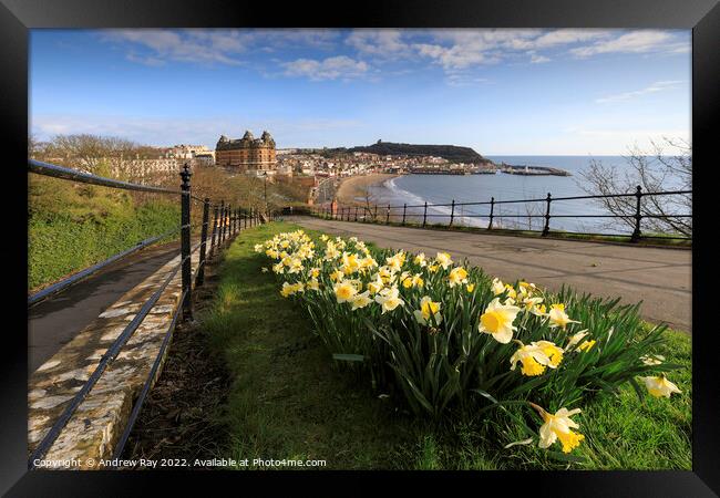 Scarborough daffodils Framed Print by Andrew Ray