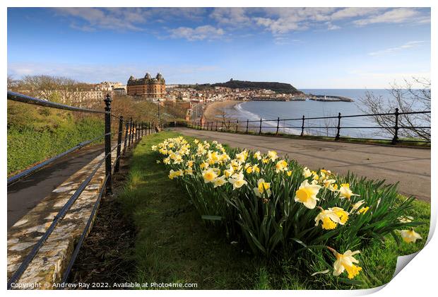 Scarborough daffodils Print by Andrew Ray