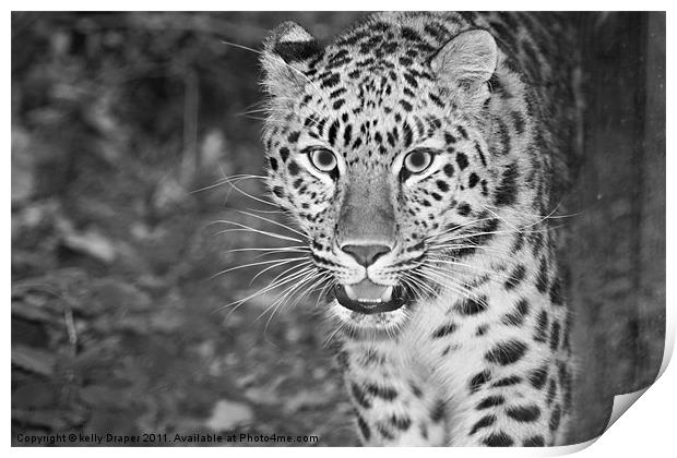 Prowling Leopard Print by kelly Draper