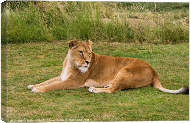 Lioness Resting on grass Canvas Print by Sally Wallis