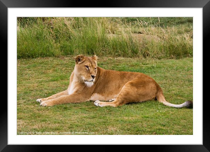Lioness Resting on grass Framed Mounted Print by Sally Wallis