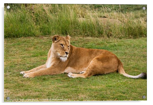 Lioness Resting on grass Acrylic by Sally Wallis