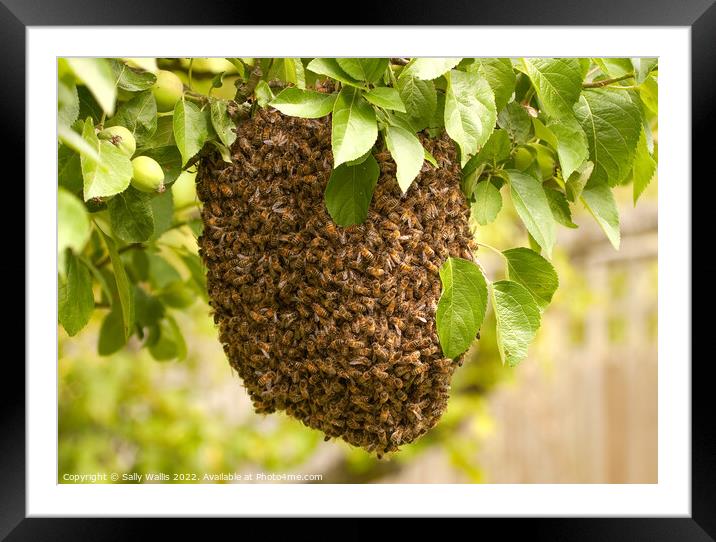 Swarm of bees Framed Mounted Print by Sally Wallis