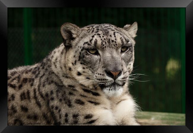 Snow Leopard or Ounce Framed Print by Sally Wallis