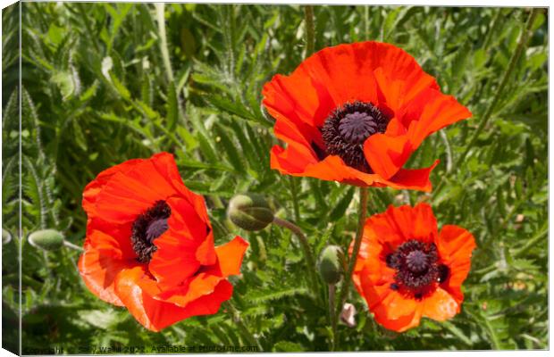 Three Red Field Poppies Canvas Print by Sally Wallis