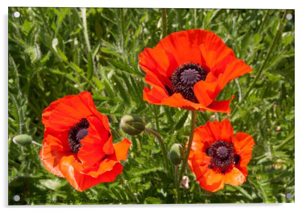 Three Red Field Poppies Acrylic by Sally Wallis