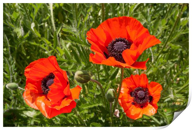 Three Red Field Poppies Print by Sally Wallis