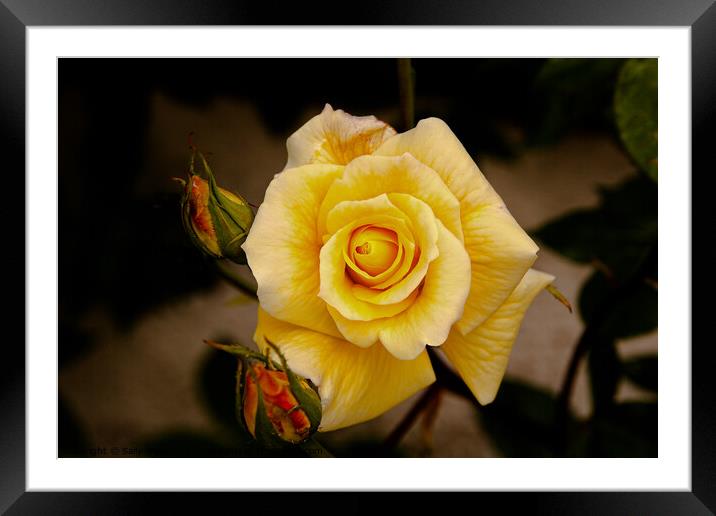 Yellow Rose with buds Framed Mounted Print by Sally Wallis