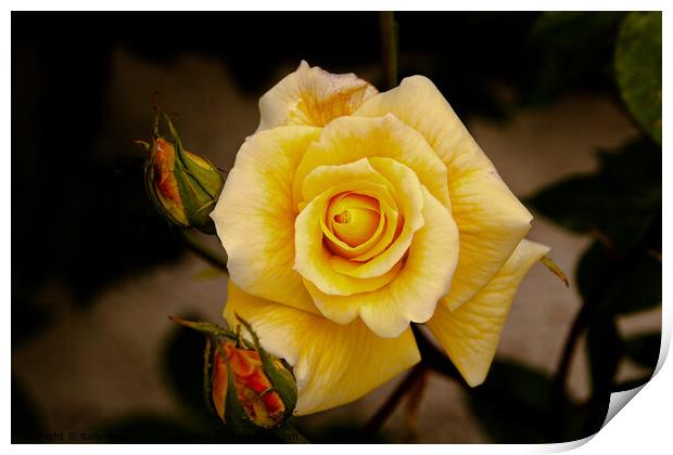 Yellow Rose with buds Print by Sally Wallis