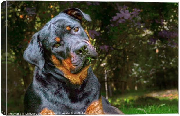 Quizzical Young Rottweiler Canvas Print by Christine Kerioak