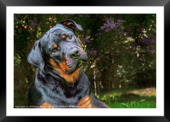 Quizzical Young Rottweiler Framed Mounted Print by Christine Kerioak