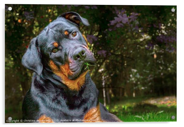 Quizzical Young Rottweiler Acrylic by Christine Kerioak
