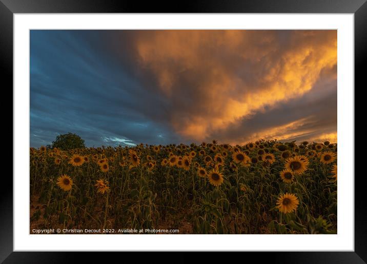 Sunflower fields at stunning sunset in countryside. Framed Mounted Print by Christian Decout