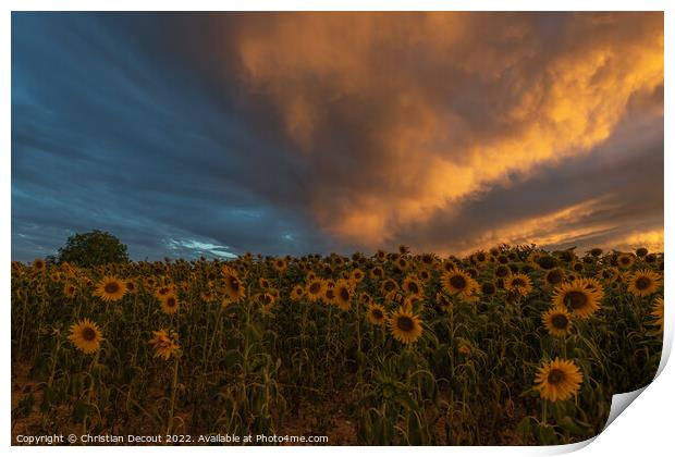 Sunflower fields at stunning sunset in countryside. Print by Christian Decout