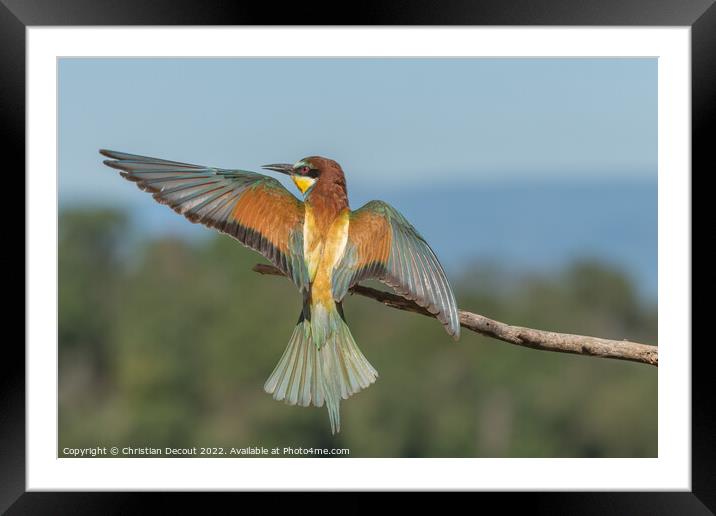 European bee-eater in flight in front of the nesting colony. Framed Mounted Print by Christian Decout