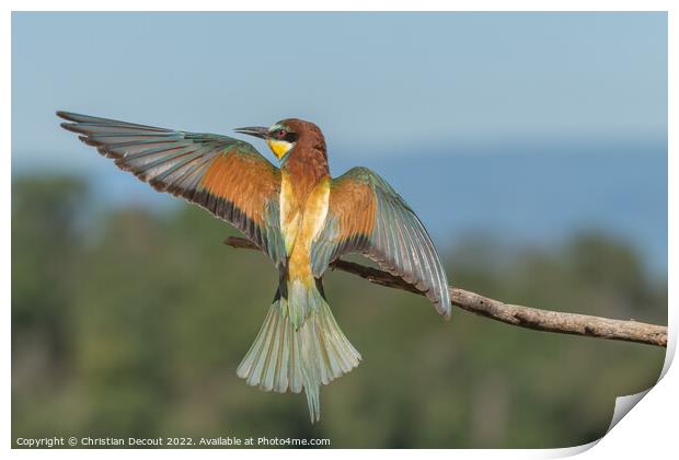 European bee-eater in flight in front of the nesting colony. Print by Christian Decout