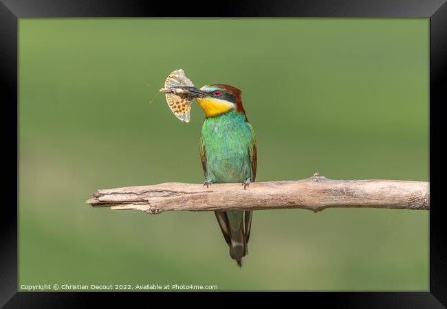 European Bee-eater (Merops apiaster) perched on branch with a butterfly in its beak. Framed Print by Christian Decout