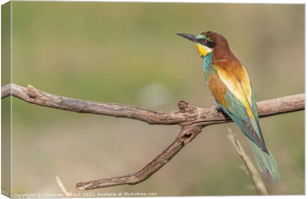 European Bee-eater (Merops apiaster) perched on branch. Canvas Print by Christian Decout